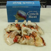 Conch Meat